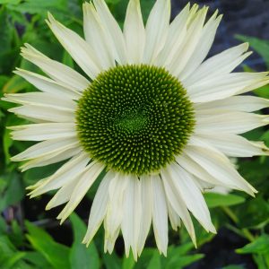 Echinacea 'Virgin'