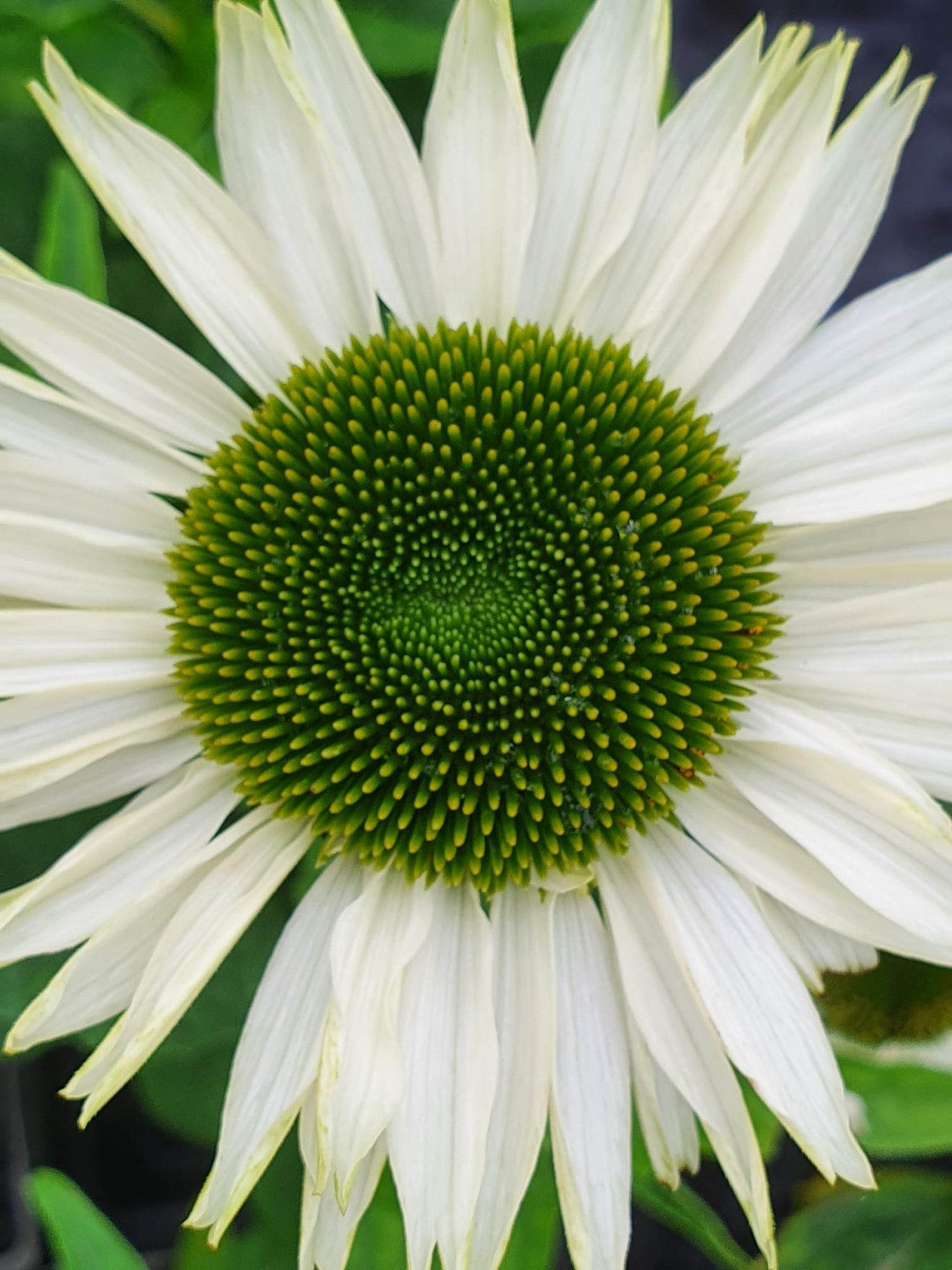 Echinacea 'Virgin' Shop Well Established Echinacea Proctors Nursery