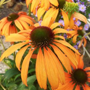 Echinacea 'Tangerine Dream'