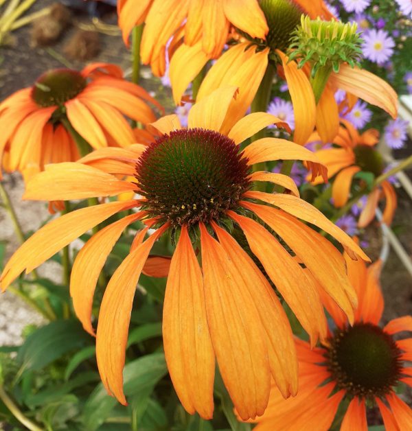 Echinacea 'Tangerine Dream'