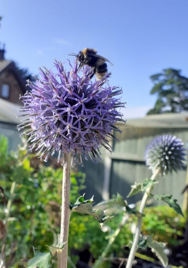 Echinops ritro Echinops ritro