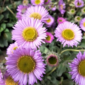 Erigeron glaucus 'Sea Breeze'