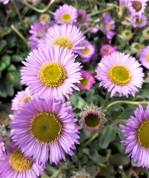Erigeron glaucus 'Sea Breeze'