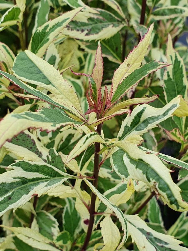 Eupatorium capri 2 Eupatorium fortunei 'Capri'