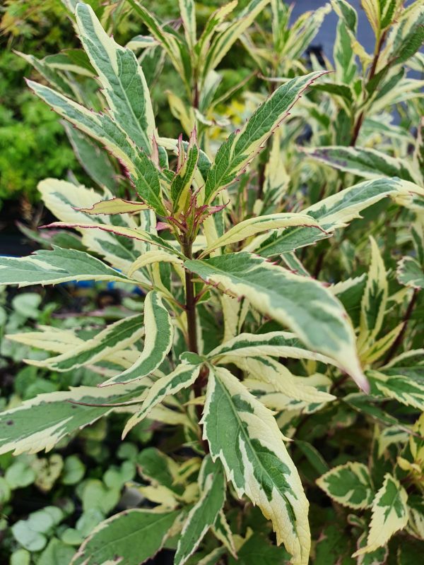 Eupatorium capri 3 Eupatorium fortunei 'Capri'