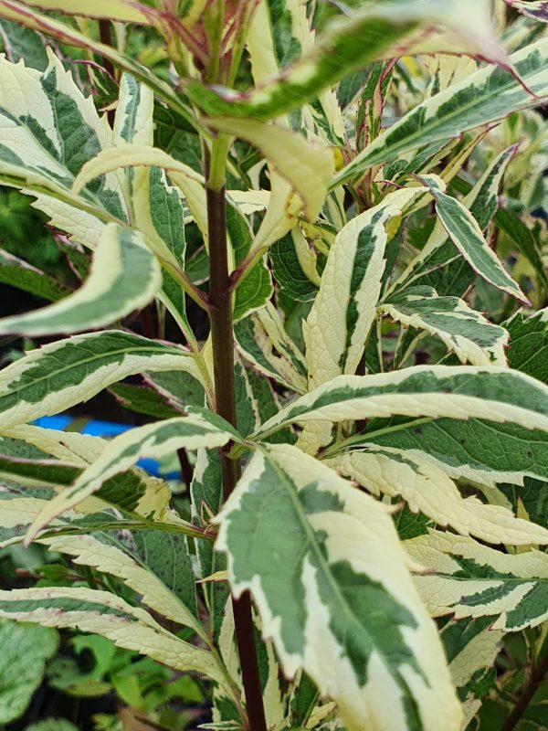 Eupatorium capri Eupatorium fortunei 'Capri'