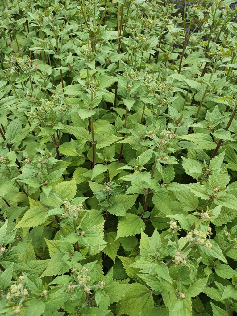 Eupatorium rugosum 'Lucky Melody' | Proctors Nursery