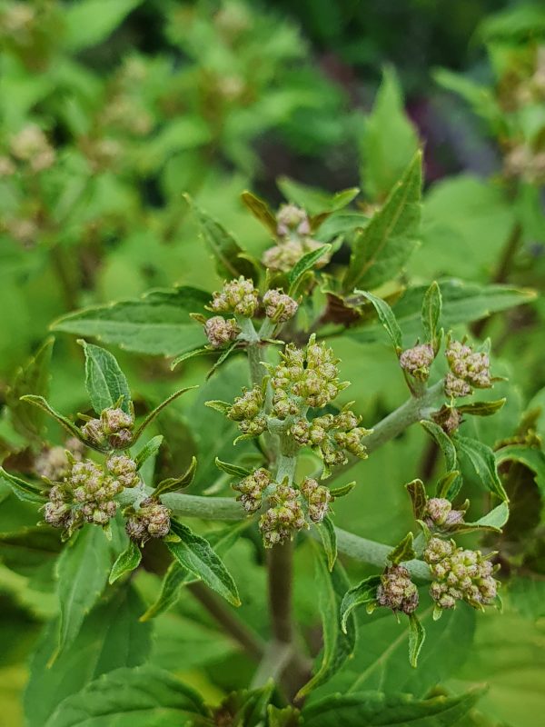 Eupatorium lucky melody