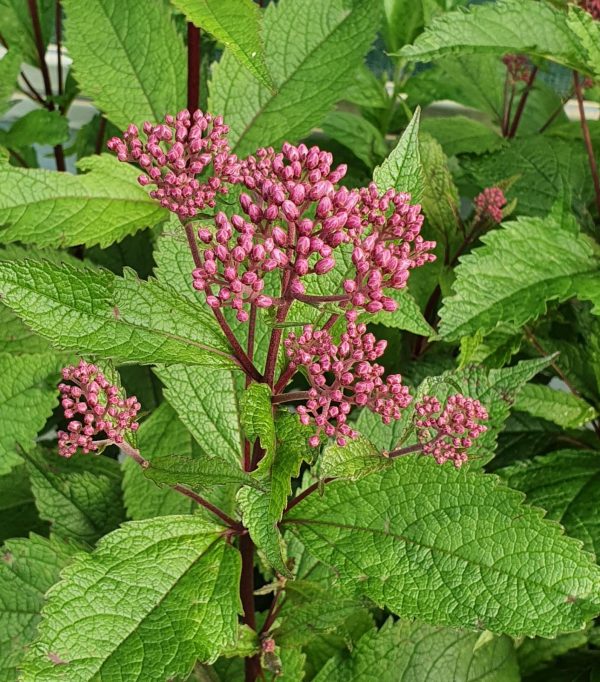Eupatorium purpureum 'Ruby'