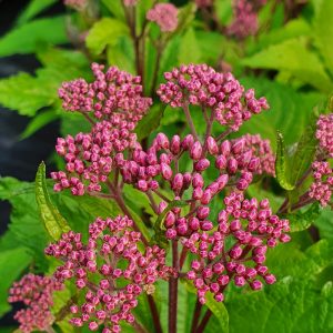 Eupatorium purpureum 'Ruby'
