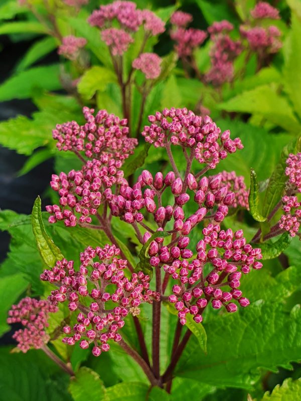 Eupatorium purpureum 'Ruby'