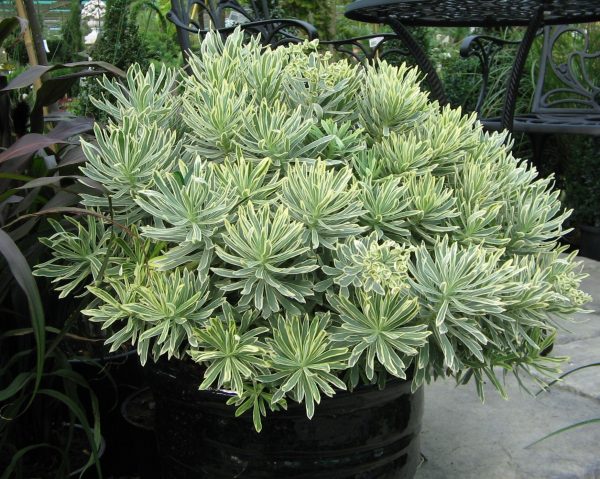 Euphorbia characias 'Silver Swan'