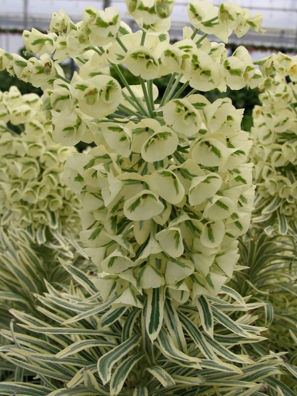 Euphorbia characias Tasmanian Tiger ALKE WEB Euphorbia characias 'Tasmanian Tiger'