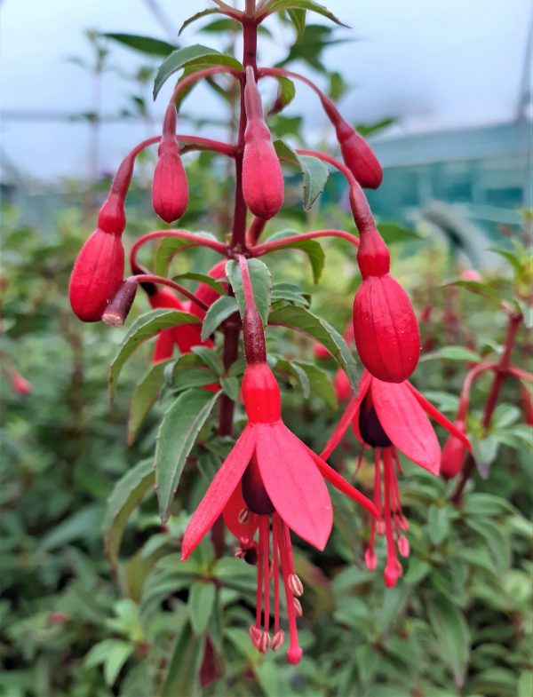Fuchsia 'David'