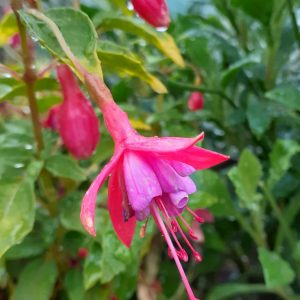 Fuchsia 'Thumbelina Gem'