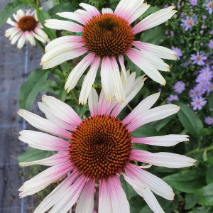 Echinacea purpurea 'Funky White'