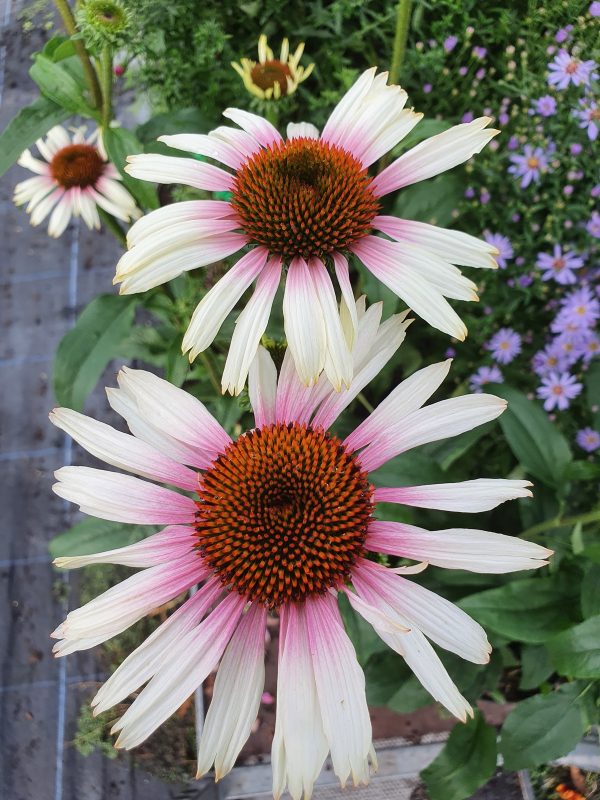 FunkyWhite Echinacea purpurea 'Funky White'