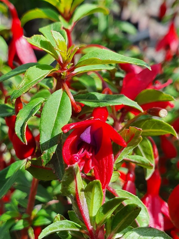 Fuchsia 'David'