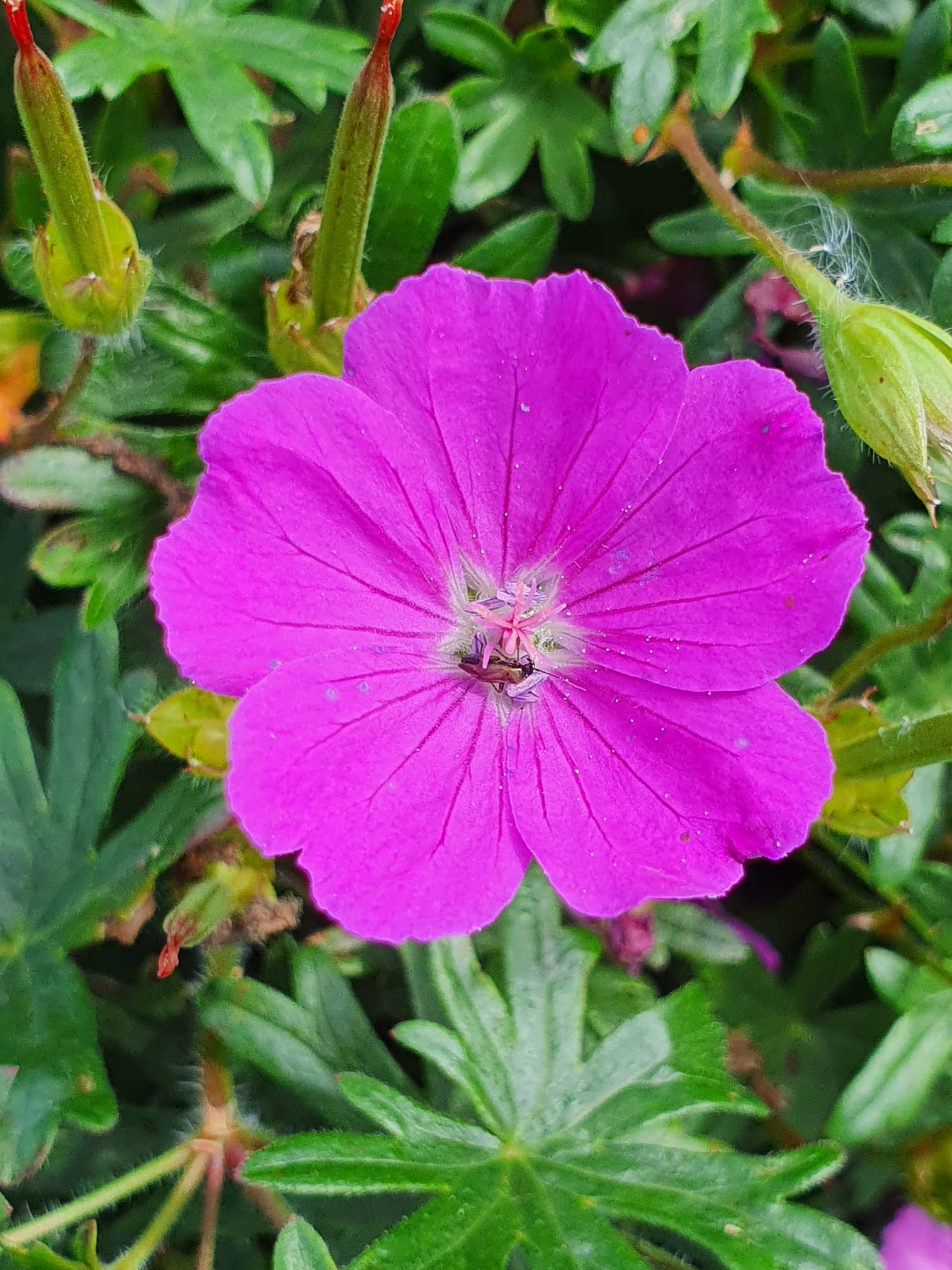 Geranium ‘Little Charmer’ | Shop Established Geranium | Proctors Nursery