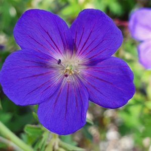 Geranium 'Brookside'