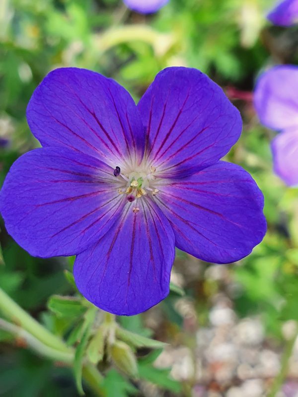 Geranium 'Brookside' Geranium 'Brookside'
