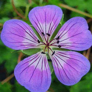 Geranium 'Sweet Heidy'
