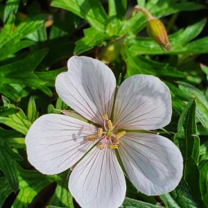 Geranium clarkei 'Kashmir White'