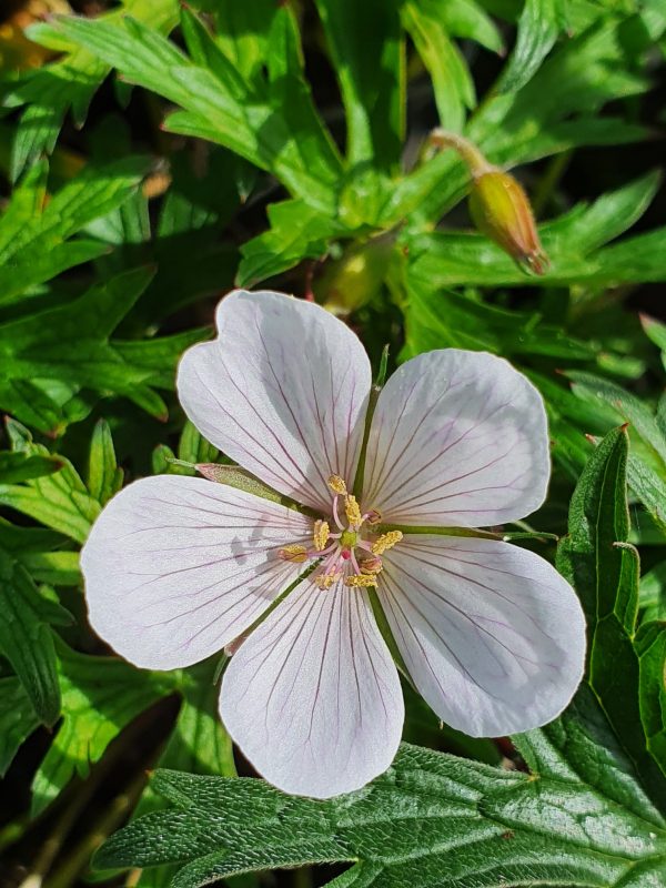 Geranium clarkei 'Kashmir White' Geranium clarkei 'Kashmir White'