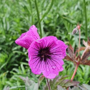 Geranium ‘Dark Eyes’