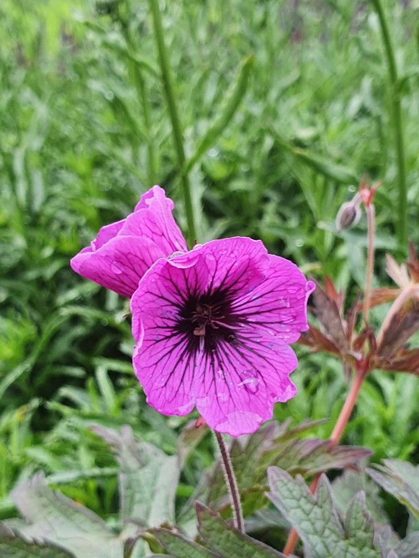 Geranium ‘Dark Eyes’