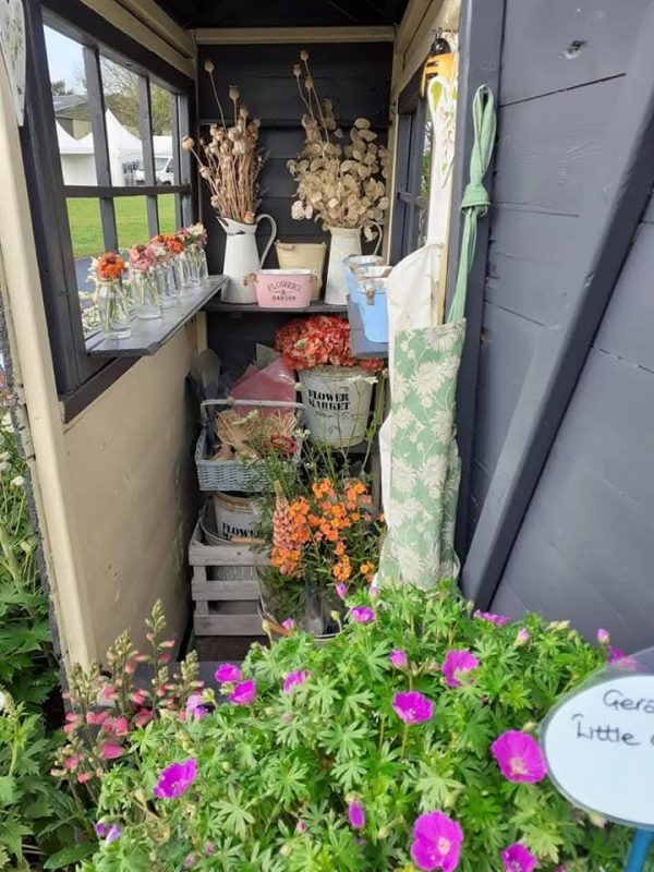 Geranium ‘Little Charmer’ Geranium ‘Little Charmer’