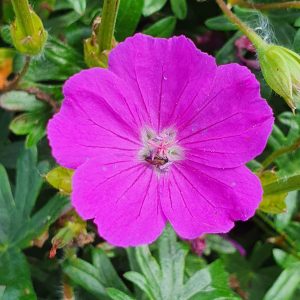 Geranium ‘Little Charmer’