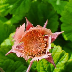 Geum 'Pink Fluffy'