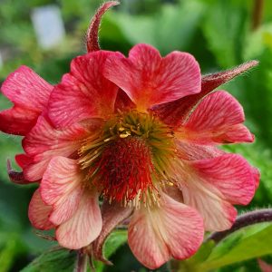 Geum 'Tempo Rose'