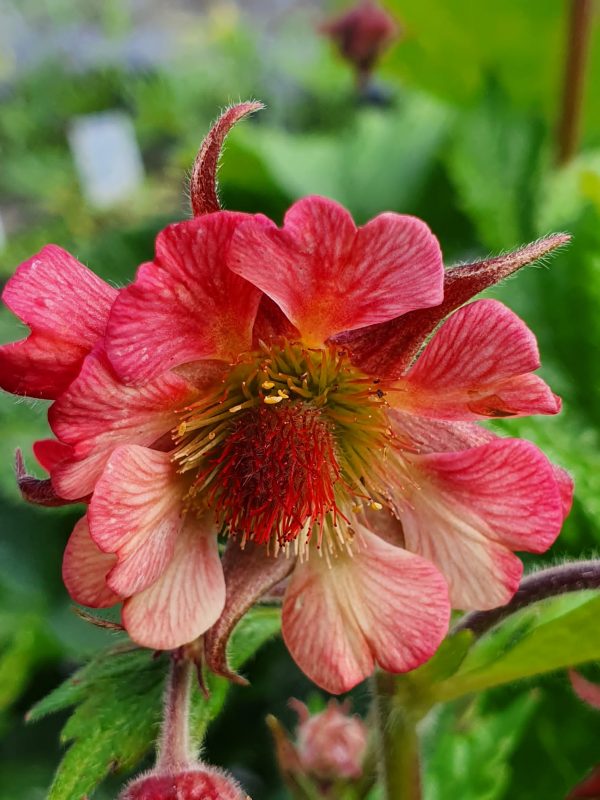 Geum Tempo Rose Geum 'Tempo Rose'
