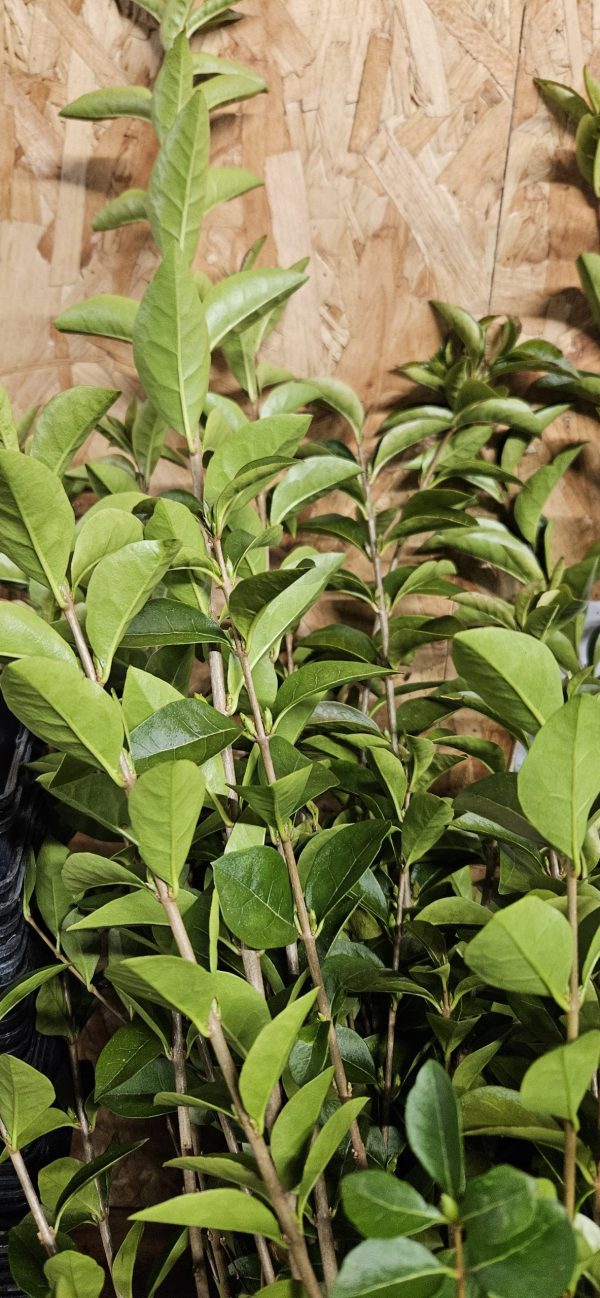 Green Privet Green Privet