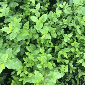 Green Privet (Hedging)