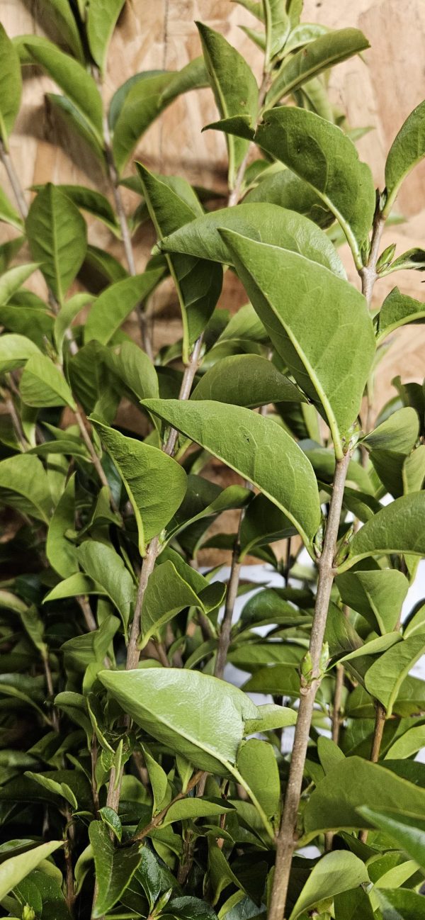 Green Privet 2 Green Privet