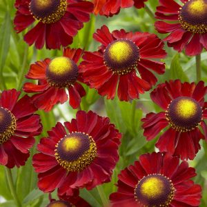 Helenium 'Ruby Tuesday'