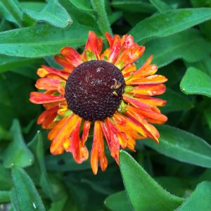 Helenium 'Short and Sassy'