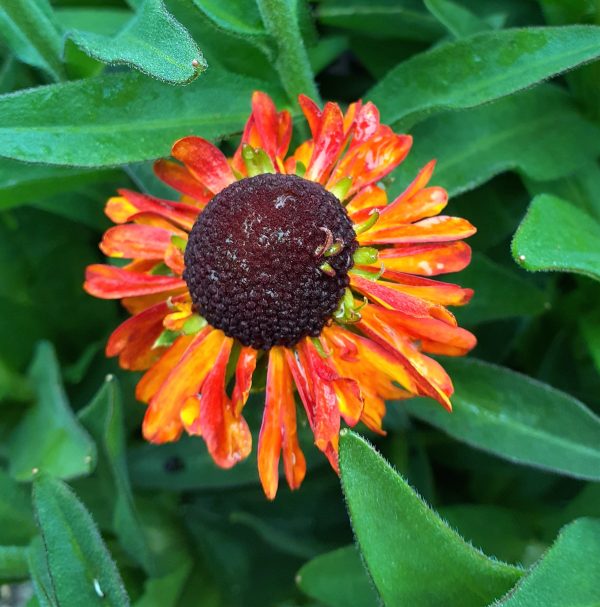 Helenium 'Short and Sassy'