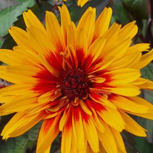 Heliopsis 'Funky Spinner'