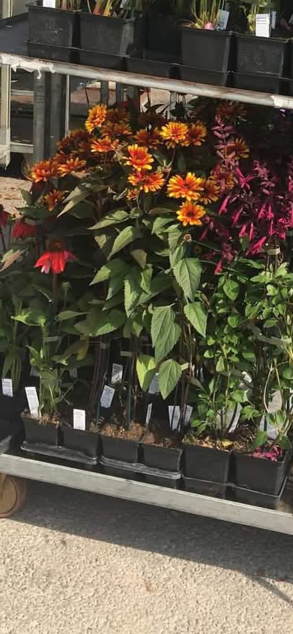 Heliopsis 'Funky Spinner'