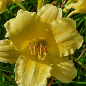Hemerocallis 'Fragrant Reflections'