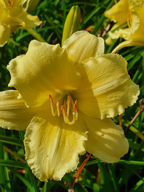 Hemerocallis 'Fragrant Reflections' Hemerocallis 'Fragrant Reflections'
