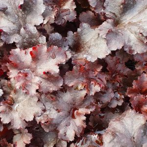 Heuchera 'Blackberry'