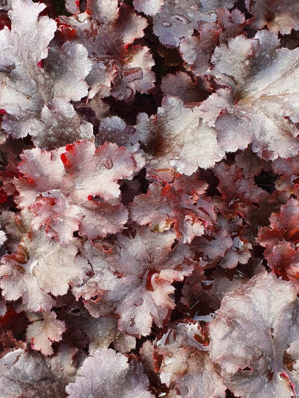 Heuchera 'Blackberry' Heuchera 'Blackberry'
