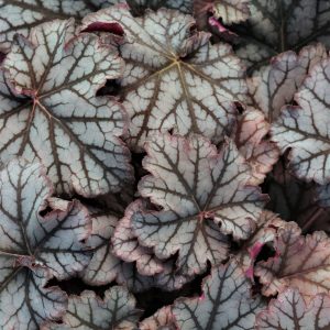 Heuchera 'Neptune'