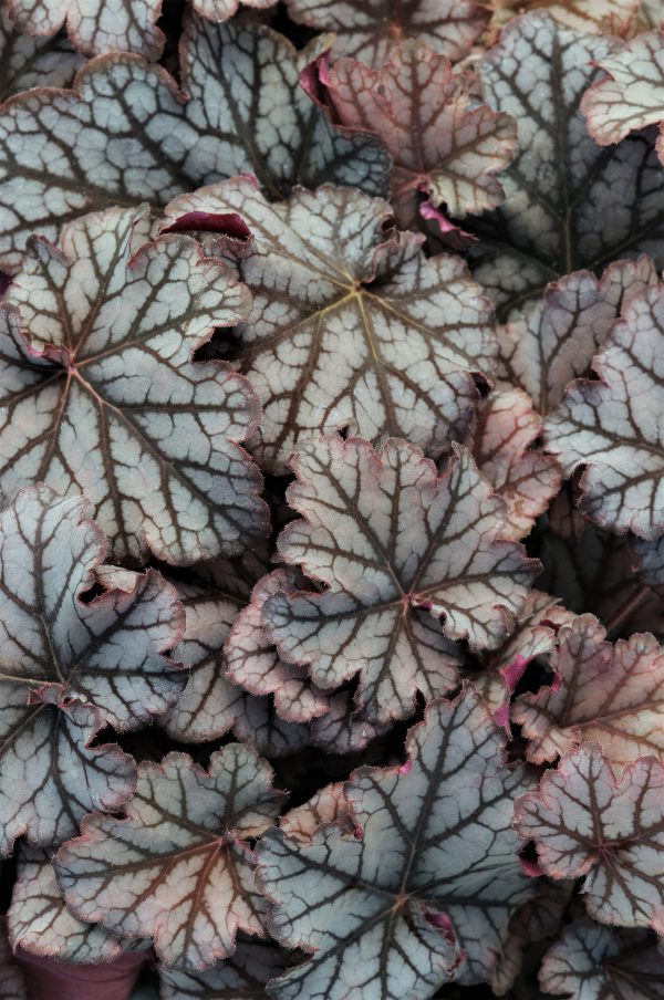Heuchera Neptune ALKE WEB Heuchera 'Neptune'