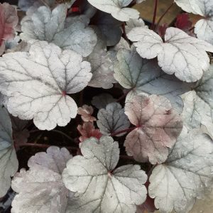Heuchera 'Silver Gumdrop'